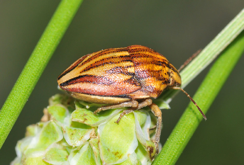 Pentatomoidea: Acanthosoma e Odontotarsus dell''Emilia (MO)